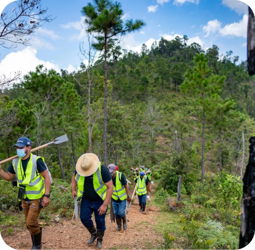 Honduras Reforestation